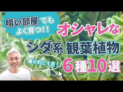 カラテア 光のない暗闇で育つメンテナンスフリーの植物 暗い室内 窓のないトイレ トイレ