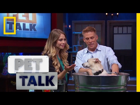 How To De-Skunk Your Dog | Pet Talk