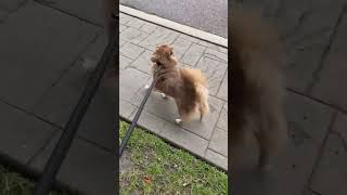 Video preview image #1 Chiranian Puppy For Sale in Shermans Dale, PA, USA
