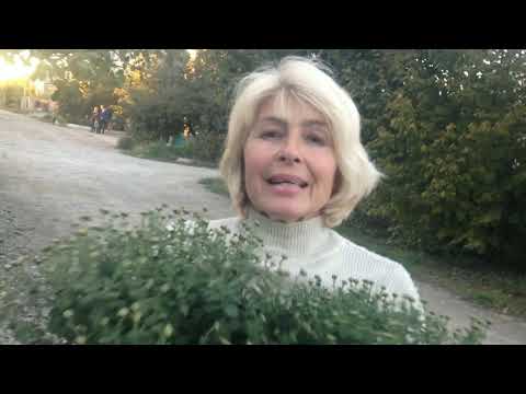 МОЙ ВЕЧЕР С ЛИЛЕЙ, ОБЗОР УЧАСТКОВ