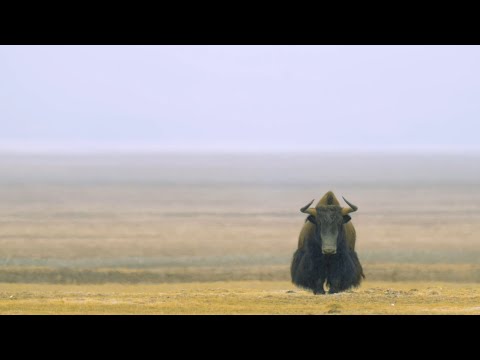 Yak vs. Wolf: The ultimate battle of brains vs. brawn