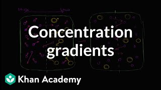 Concentration gradients | Membranes and transport | Biology | Khan Academy