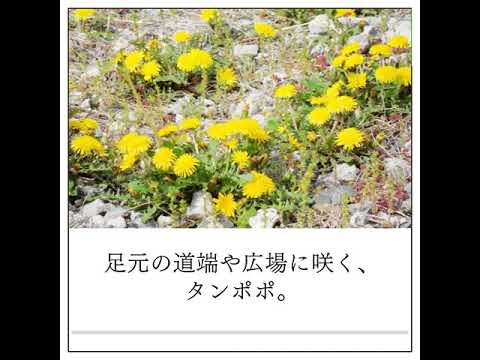あなたの庭の外観を向上させることができる黄色の花の低木はどれですか? 14の刺激的な提案！  庭園