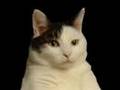 cat im a kitty cat 