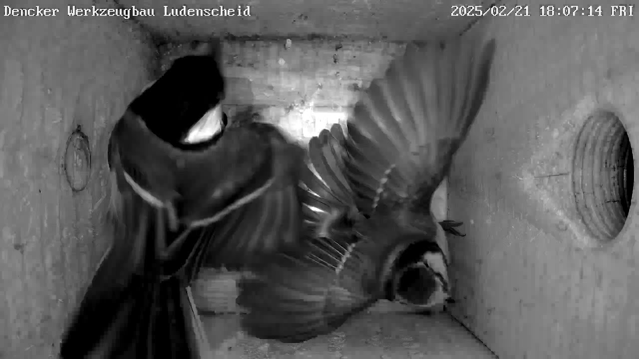 Wer nicht hören will, muss fühlen: Gaga-Blaumeise wird mit Gewalt verjagt!