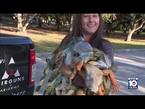 It's raining iguanas thanks to South Florida cold snap