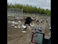 Nothing To See Just Two Bears Fighting