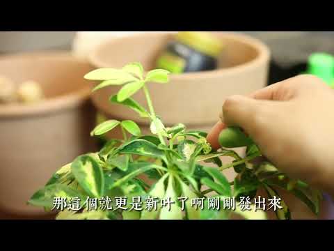 鴨腳木盆栽