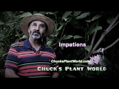 Impatiens  planting and gardening tips from Gardner, Plant Design Specialist, Chuck Schwartz