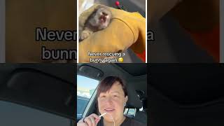 Download lagu Baby Hare Grows Massive mp3