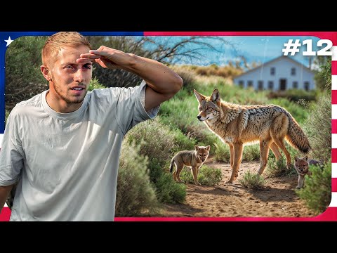 ON RENCONTRE UN COYOTE SAUVAGE EN PLEINE RANDONNÉE ! 🐺(Road Trip USA #12)