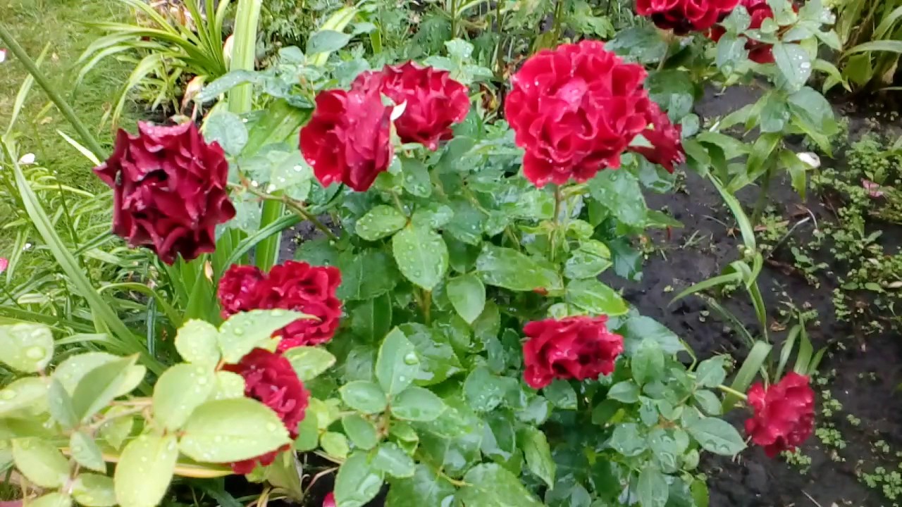Роза Hommege Barbara флорибунда июль 2017 # мой сад # розы.