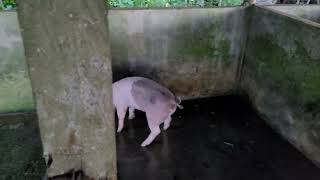 ganito ang buhay . mga alaga namin baboy dito sa probinsiya #buhayprobinsya #probinsiya