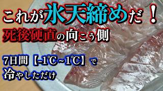 【究極の熟成】7日間氷天締めしたマダイの「死後硬直」が解ける瞬間を目撃せよ