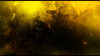 In the Heart of the Sea 2015  Official Trailer [HD 1080p]