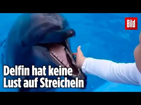 Delfin beißt Jungen (6) die Hand blutig