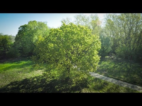 Tree in 4 Seasons | spring, summer, autumn, winter | Aerial