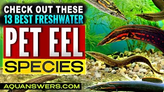 13 Freshwater Aquarium Eels You Can Actually Keep as Pets!