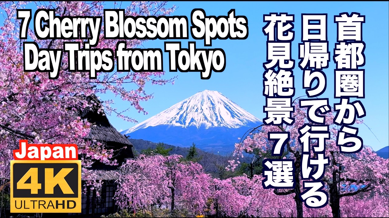 首都圏から日帰りで行ける絶景花見名所7選 桜の名所 忍野村 はままつフラワーパーク  西湖いやしの里 赤城南面千本桜 高遠城址公園 建長寺 小田原城 満開