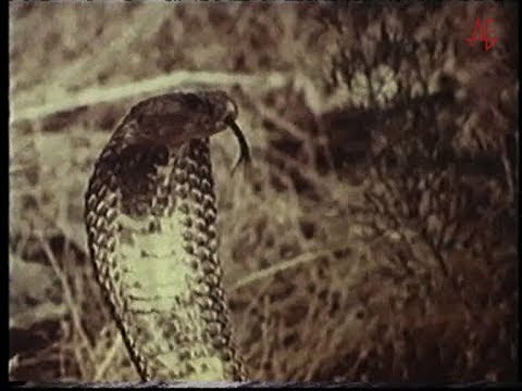 "Natasha", Turkmenfilm (1988)