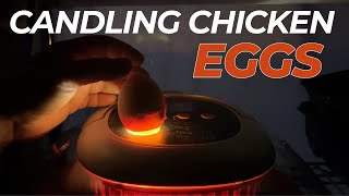 Ultimate Guide To Candling Chicken Eggs | Day 7 & 15 | Chickcozy Incubator #chickcozy #incubator