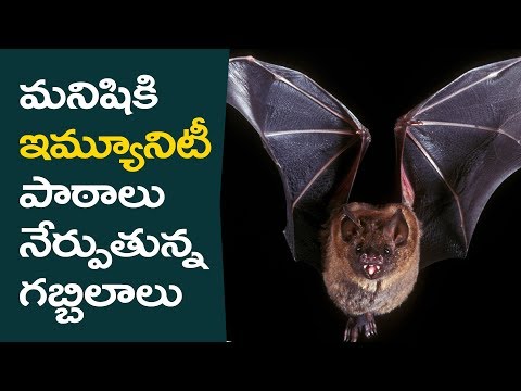 How bats immunity is different from human | Eduscope health videos in telugu