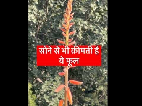 सोने से भी जायदा क़ीमती है ऐलोवेरा का फूल😱 | Benefits of Aloe Vera Flower | #shorts #aloevera