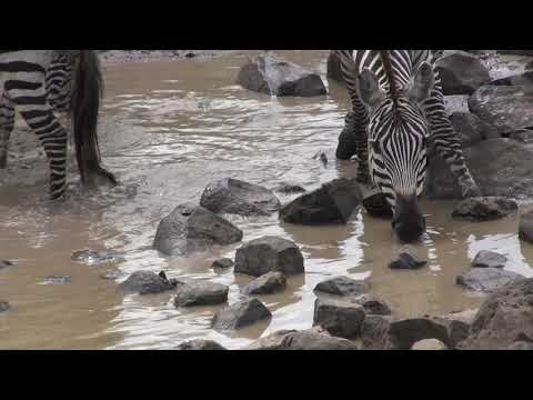 Zebras Drinking #Shorts