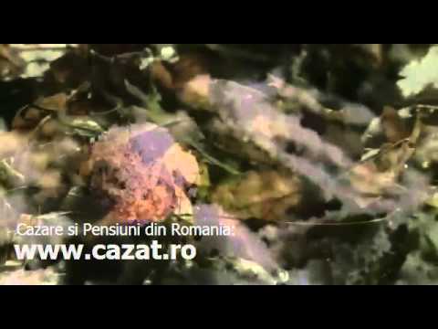 Cazare Varfurile, Arad - Cazat.ro