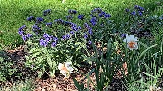 Early May Garden Tour