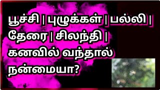 Lizard Meaning In Tamil Watch HD Mp4 Videos Download Free