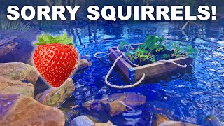 Floating strawberries, tented gardens and other squirrel foils