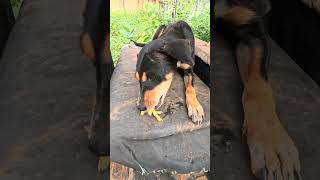 Download lagu 🥰🍗 Every Crunch Makes Kali Happier! 🐶🎧#SomaStuffs #Kali #HappyTummy mp3