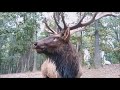 Elk Mating Call