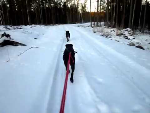 Första långturen på skidor med Rusa & Riva.