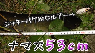 ジッターバグ的なルアーでナマズを釣ってみた
