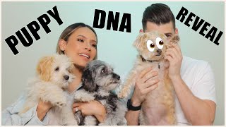 The results are in... Puppy DNA Reveal