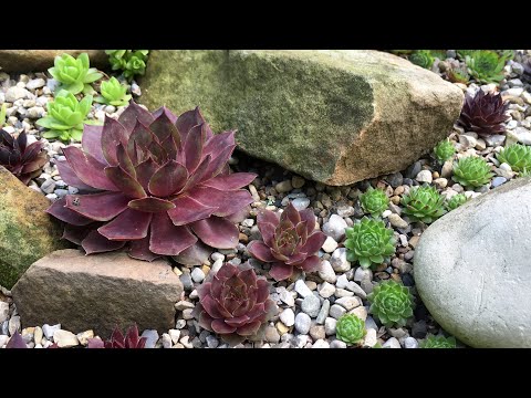 SUCCULENT ROCK GARDEN TOUR: Sempervivum Orostachys Sedum ( Cold Hardy Plants 2020)