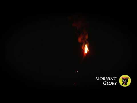 36 inch Morning Glory