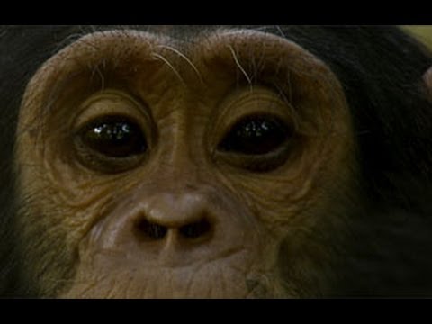 從地面到雲端。利用高科技工具改造黑猩猩保護工作。 (From the Ground to the Cloud: Transforming Chimpanzee Conservation with High-Tech Tools)