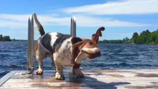 Slow motion Basset Hound shake