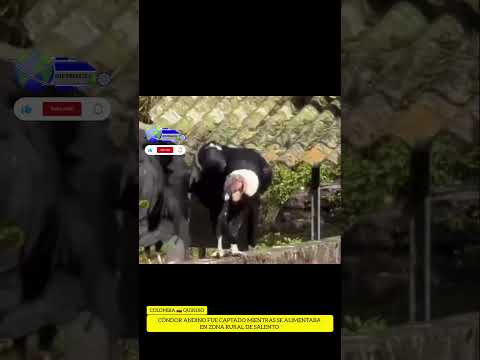 🦅👍 Condir Andino fue captado en vídeo, mientras se alimentaba en  truchera en zona rural de Salento