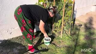 I started laying stones under the drought