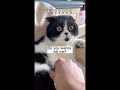 Funny cats