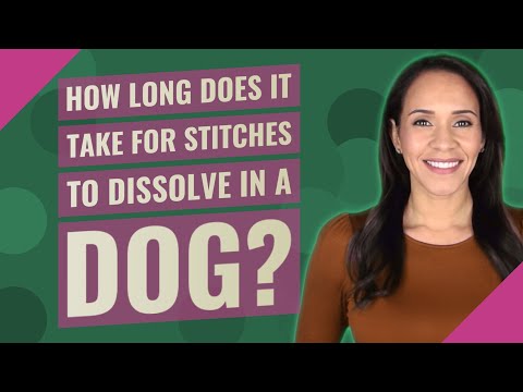 How long does it take for stitches to dissolve in a dog?