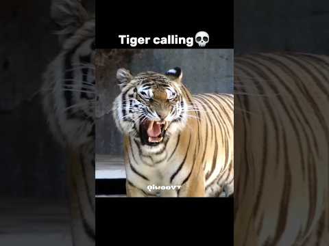 Predators roar ☠️  , cheetah | Lynx | Jaguar | Lion | Tiger