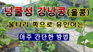 [텃밭농부 1,607]  넝쿨성 강낭콩을 울타리로 손쉽게 유인 해 주는 방법. #넝쿨성강낭콩재배. #울콩 #…