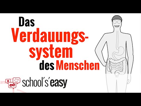 Verdauungssystem - Wie funktioniert's?