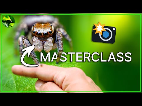 Springspinnen fotografieren | Makrofotografie MASTERCLASS