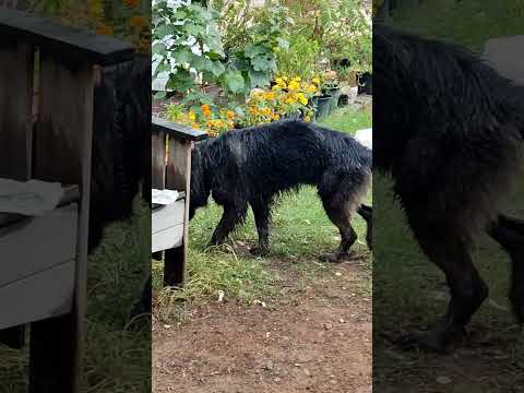 #ubaidperfectgamer #dog #germenshepherd #cutedog #fyp